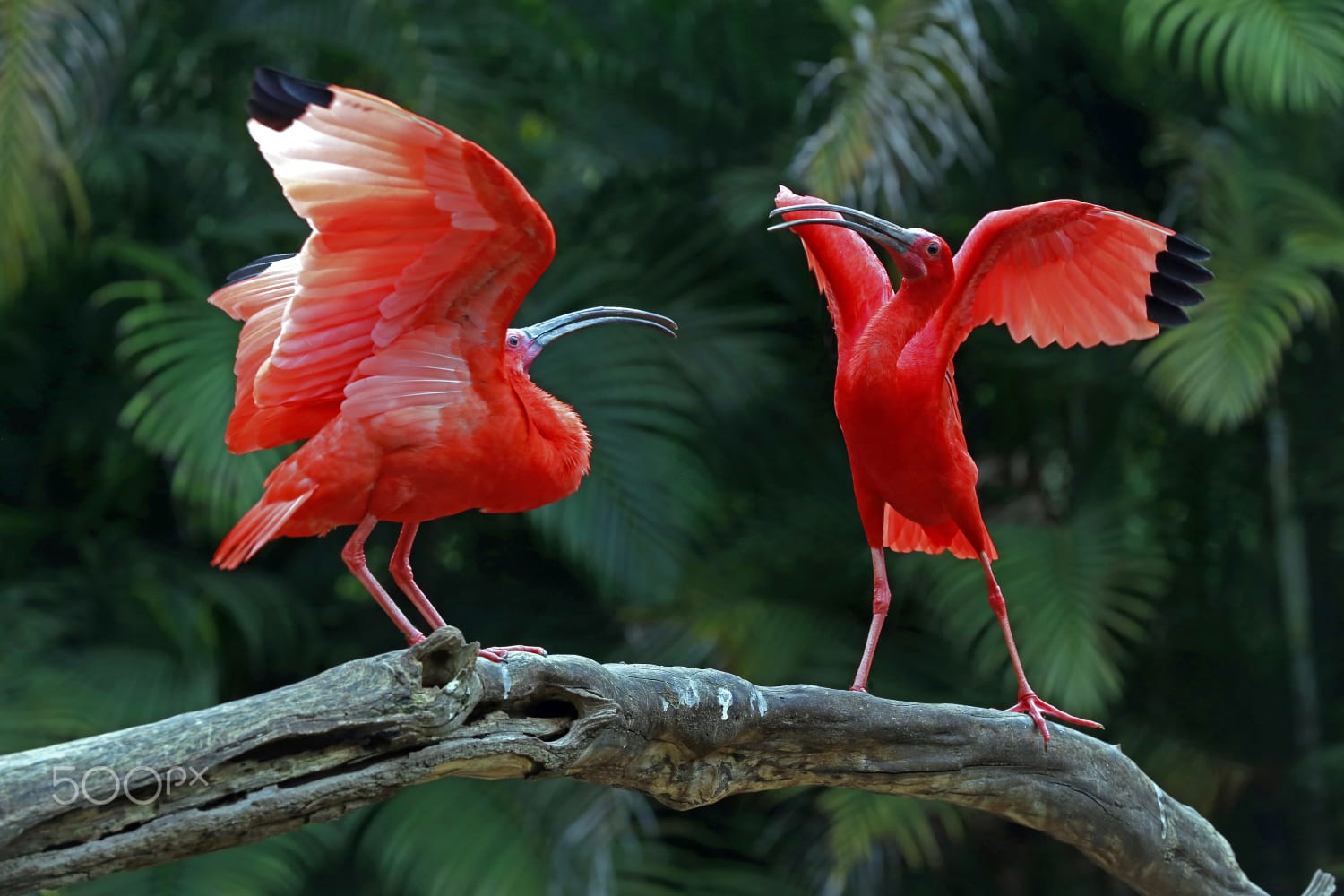 Two scarlet ibis vying for space on tree trunk