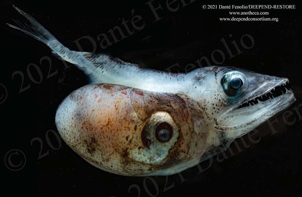 This fish has an expandable and semi-transparent stomach, and it’s last meal (a squid) can be seen inside