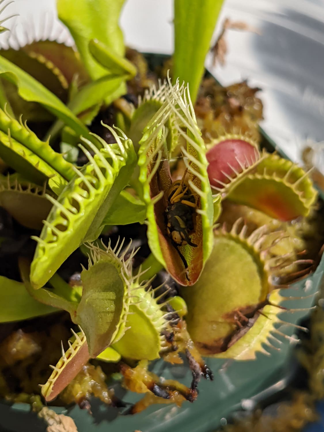 My Venus fly trap caught a wasp!