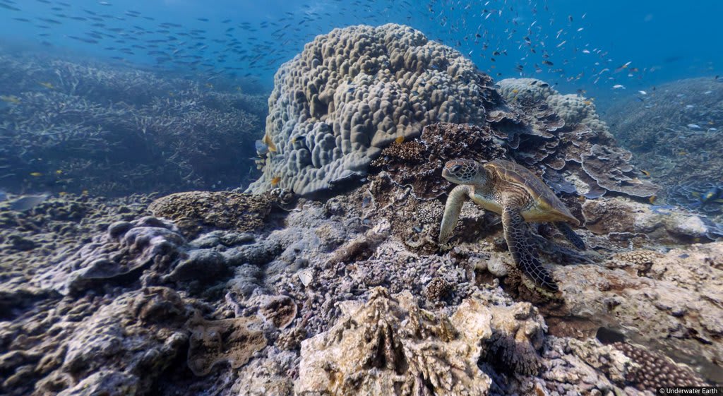 You can view underwater sea life, coral reefs, and shipwrecks using Google Maps
