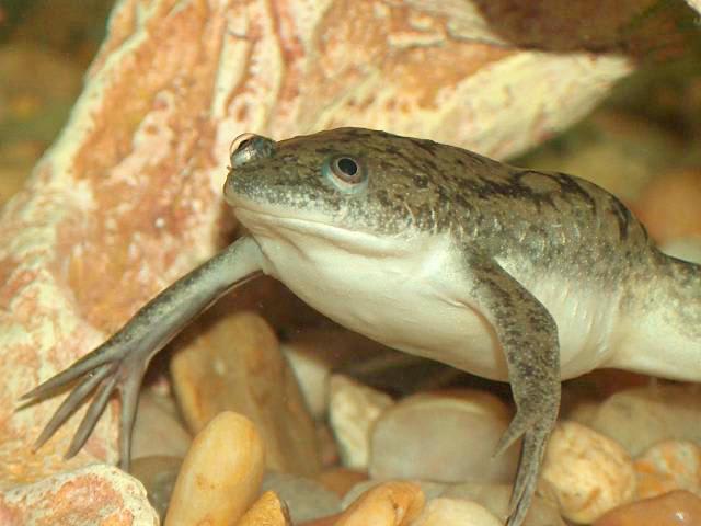 This derpy fella is a Clawed Frog! (Xenopus) This frog is part of the family Pipidae! All members of this family lack teeth and a tongue. Instead they use their hands to shove food in their mouths!