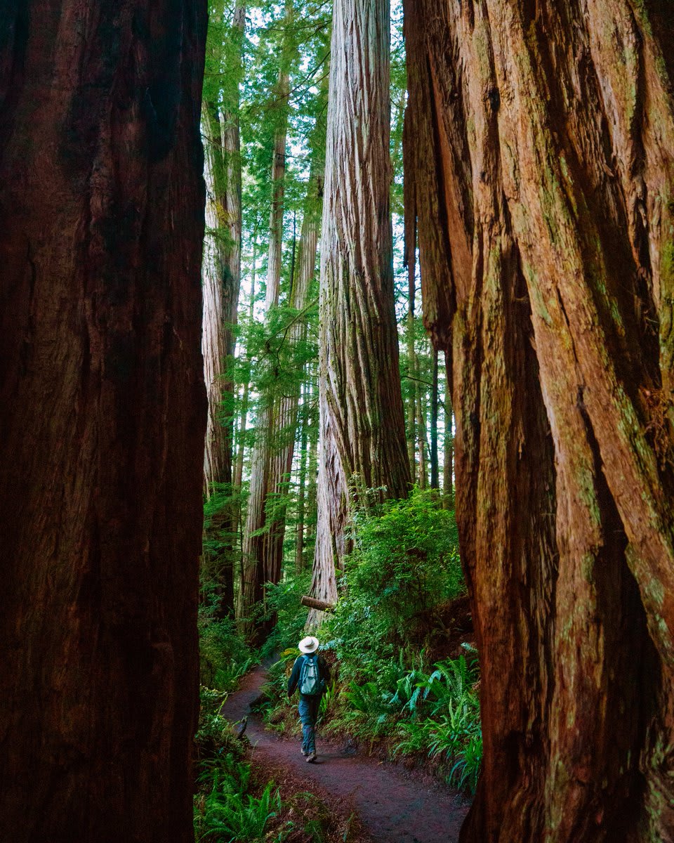 PhotoOfTheDay Mill Creek Trail leads to the Grove of Titans in Jedediah Smith Redwoods State Park in Crescent City. The grove is home to ancient redwoods known for their size and age. https://t.co/hlrAArJEHC 📸