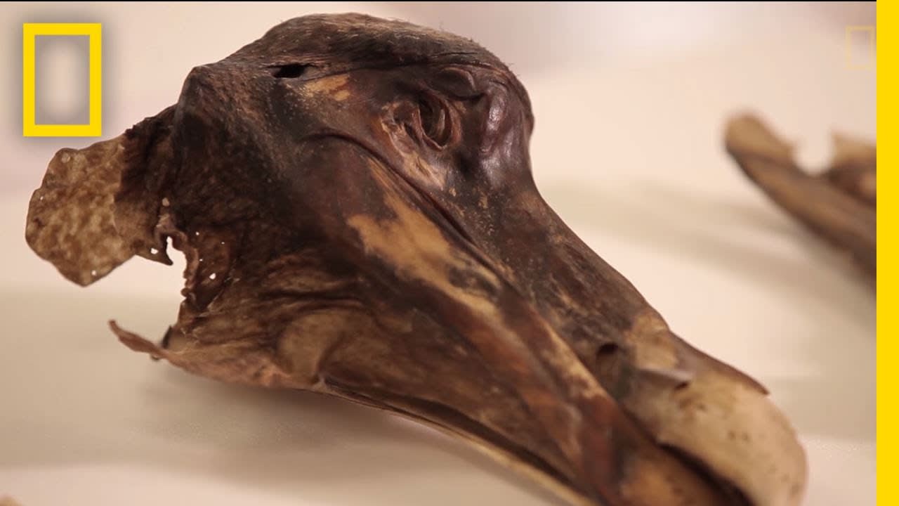 This Famous Dodo Didn't Just Die—It Was Murdered | National Geographic