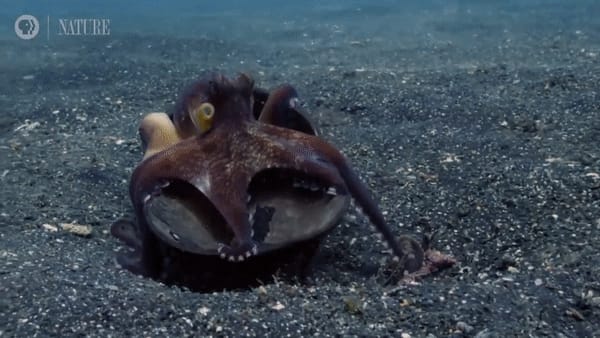 Using a coconut shell as cover, a veined octopus stealthily approaches and grabs a crab. This octopus is known for using coconut half-shells (discarded by humans in the ocean) as tools for protection, sometimes even getting inside and quickly rolling away from predators.