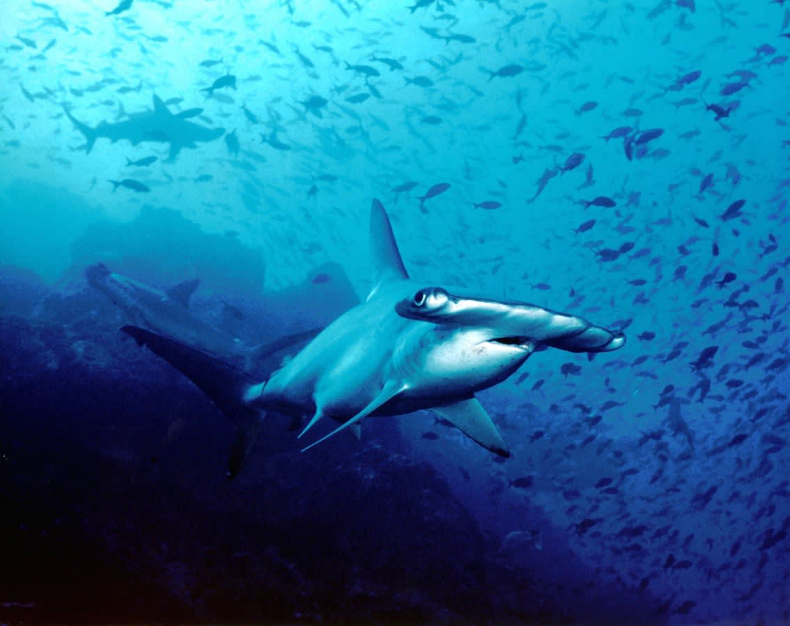 Cuba's pristine reefs are ideal for spotting great hammerhead sharks