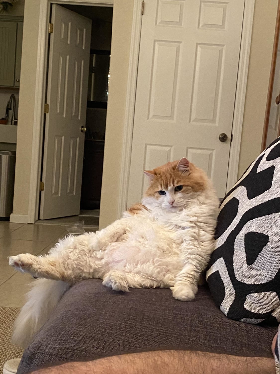 My 10 year old thicc girl we adopted last year just chilling after she became comfy with us