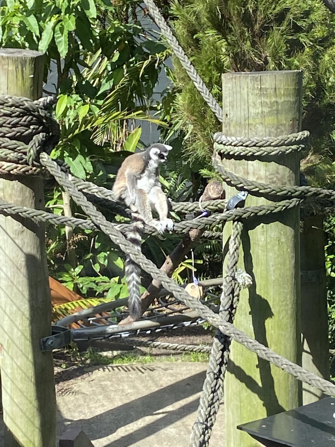 Lemur contemplating life