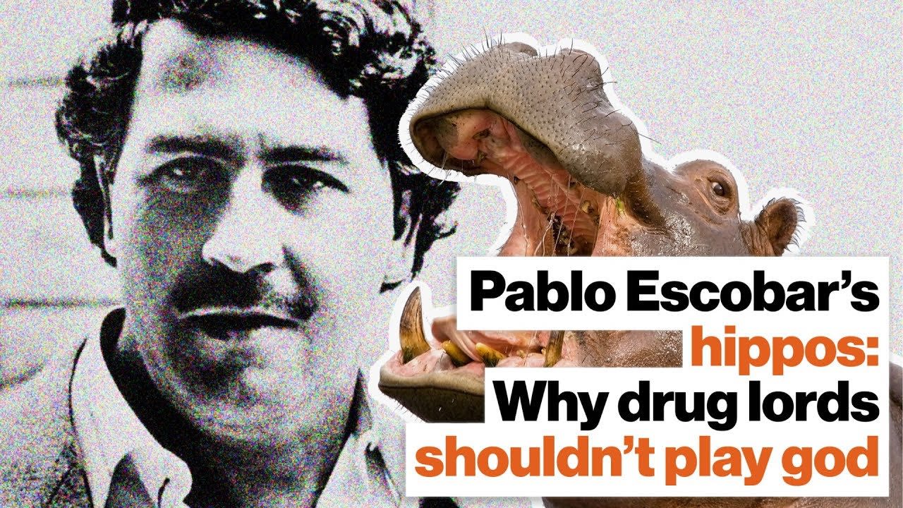 Pablo Escobar’s hippos: Why drug lords shouldn’t play God | Lucy Cooke | Big Think