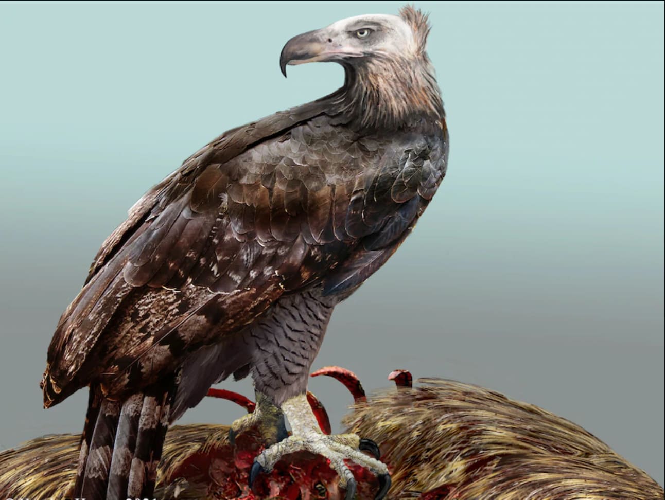 The New Zealand's Haast Eagle, the largest to ever lived is believed to have had a bald head like a vulture , based on recent research and Maori petroglyphs.