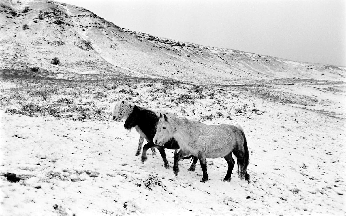 Wild ponies in the Black Mountains near Hay-on-Wye. Wales. GB. 1978. © David Hurn/Magnum Photos