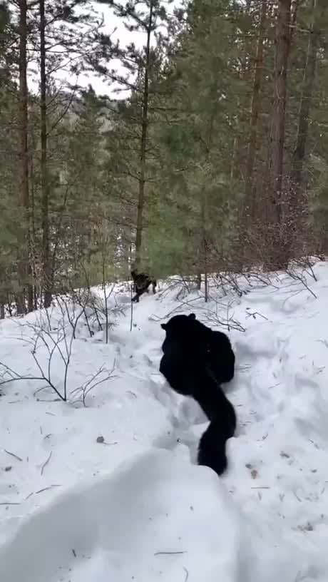 A black panther (Luna) and a rottweiler (Venza) - best friends playing together