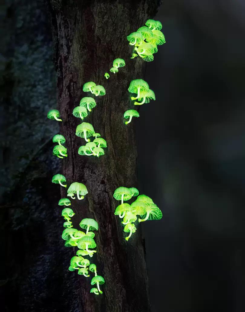 Forest light mushrooms : are among the one hundred fungi species that are bioluminescent. They are usually found in Asia.