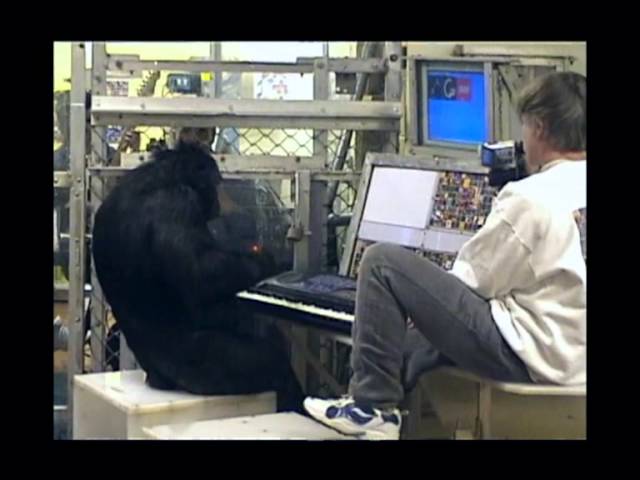 Peter Gabriel Jamming With a Keyboard-Playing Chimpanzee (2001)