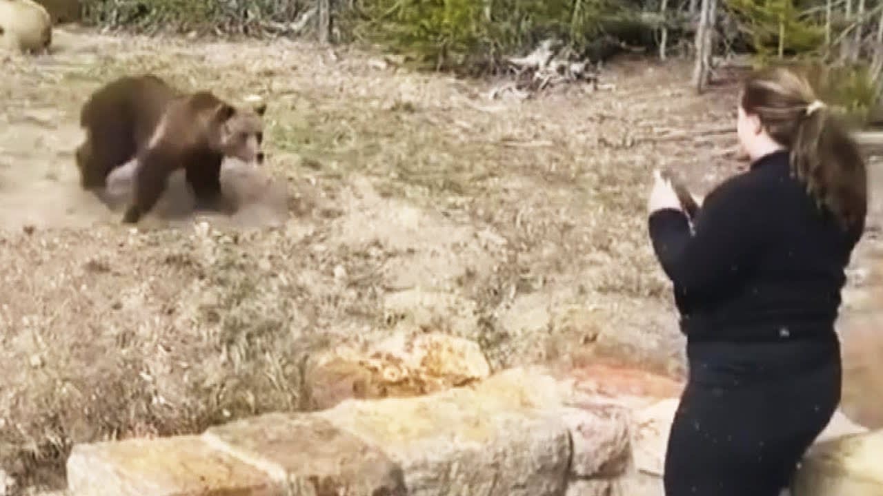 Woman Arrested for Getting Too Close to Bear: Cops