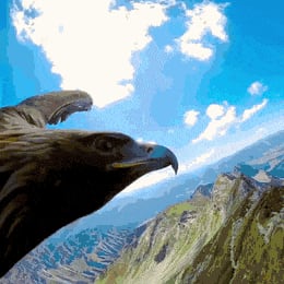 this Golden Eagle flying through the Alps is sponsored by RedBull