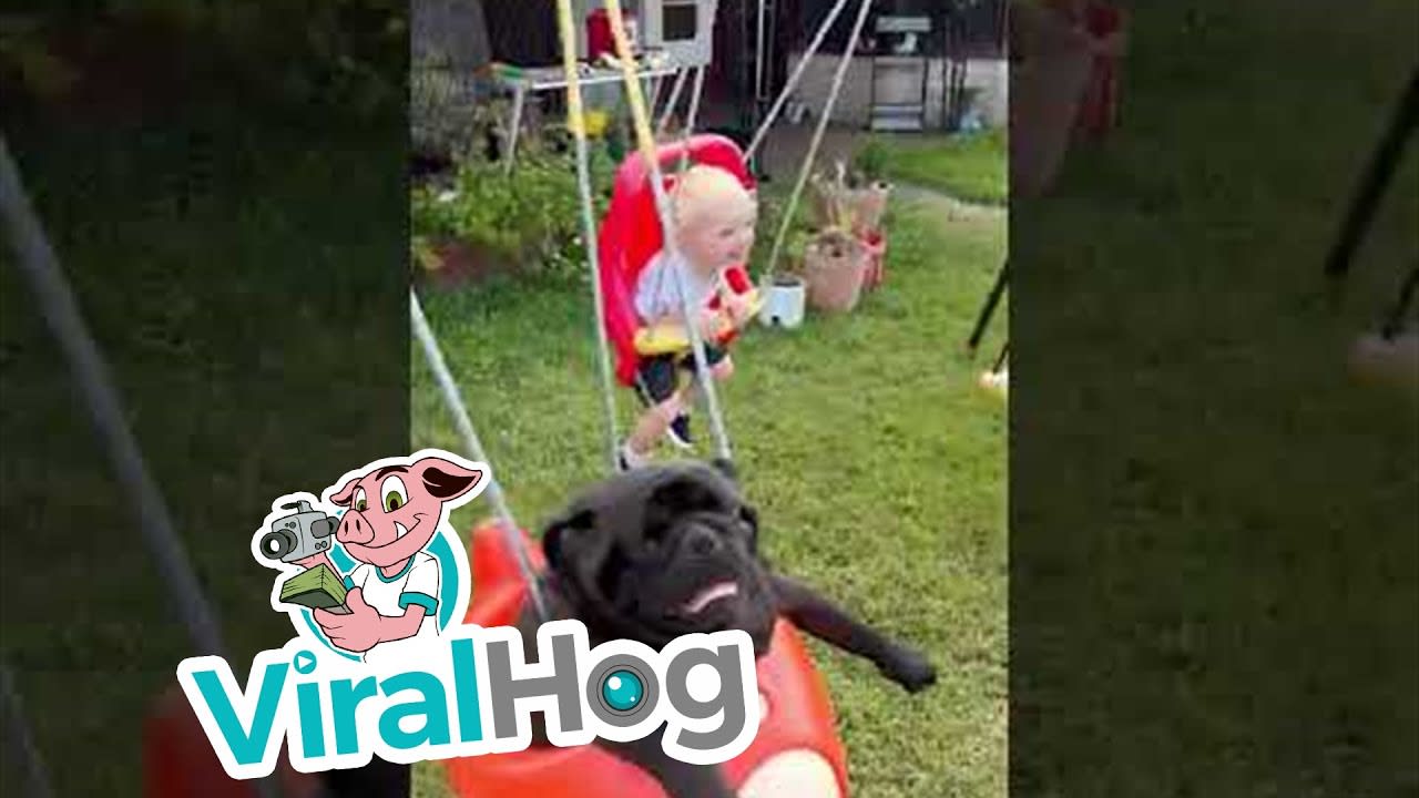 'Beefy' and Boy Enjoy the Swing || ViralHog