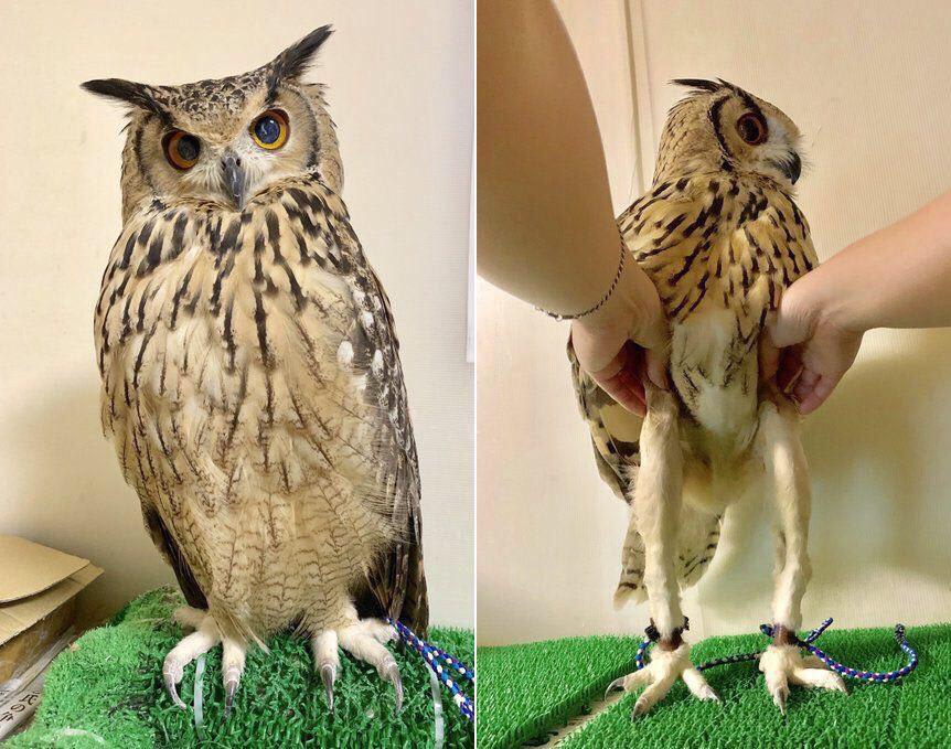 Apparently owls have a pair of slender legs underneath their fluff