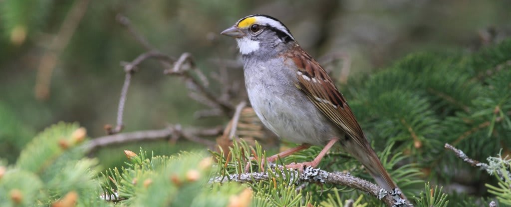 Catchy Sparrow Song Goes 'Viral' Across Canada in Continent-Wide Phenomenon