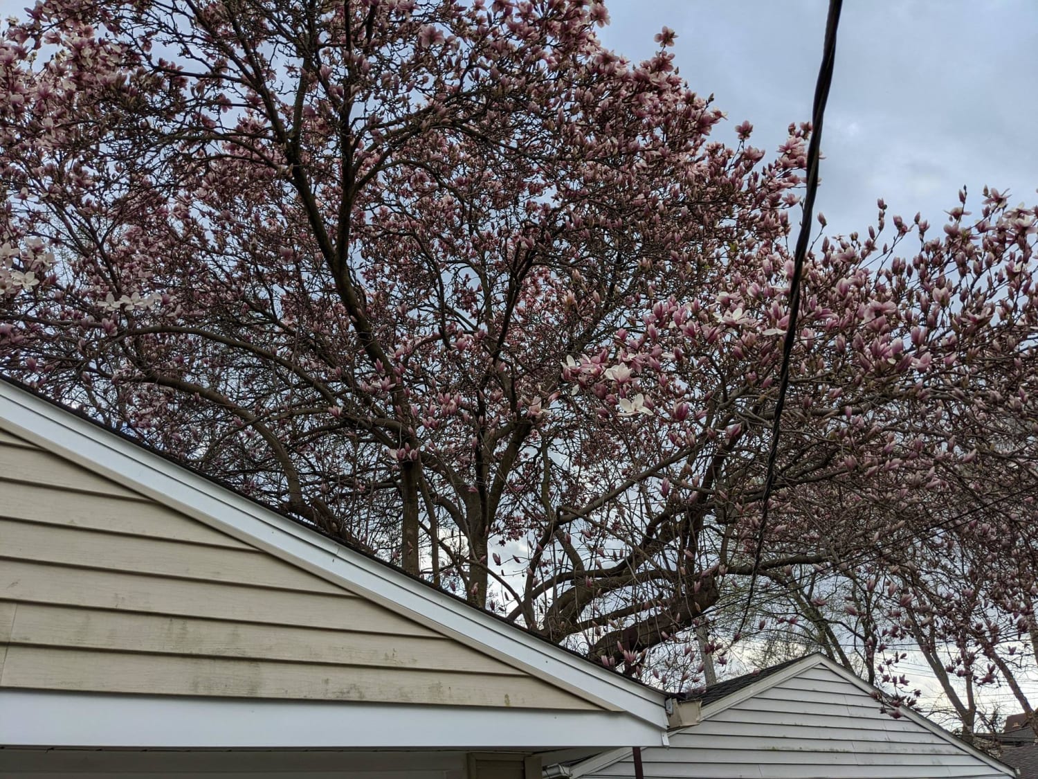 Just found out I have a beautiful Magnolia tree in the backyard of my new house
