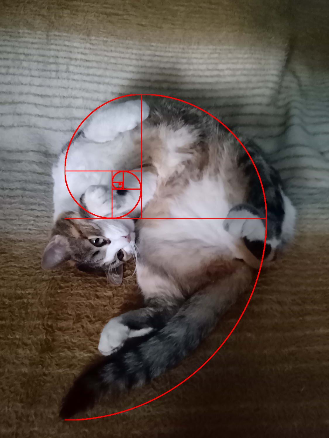 Fibonacci's Cat
