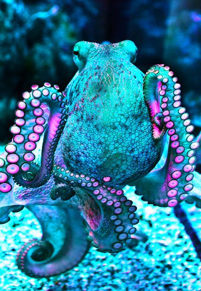 Octopus on imgfave