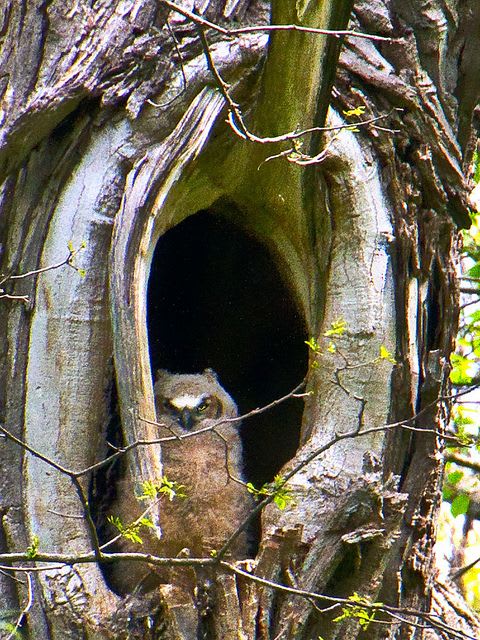 Owl in Nest