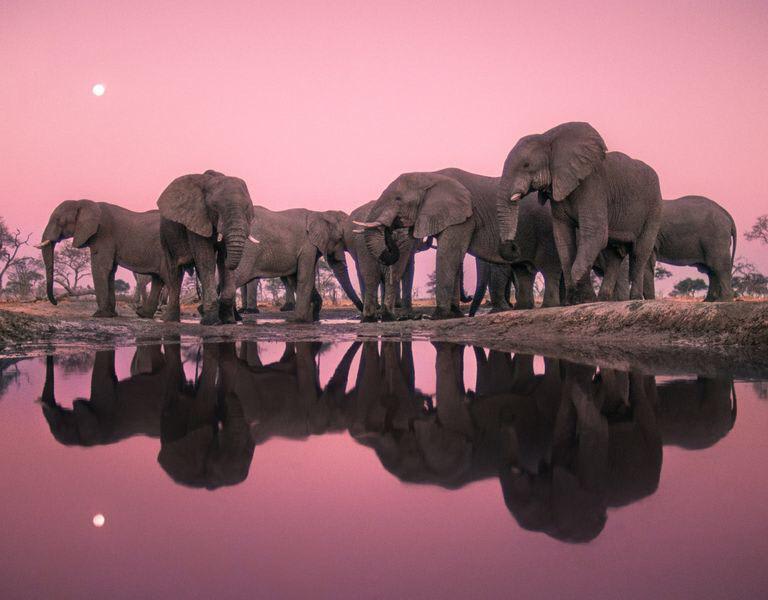 African elephants stand by a watering hole at twilight in Chobe National Park, Botswana.