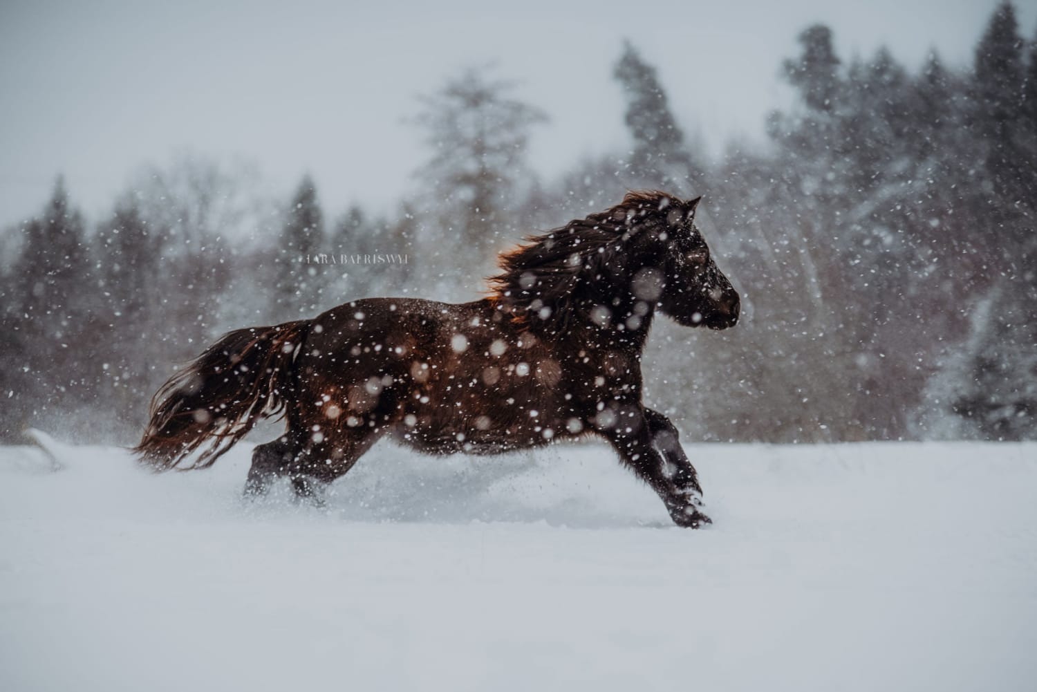ITAP of a pony in the snow