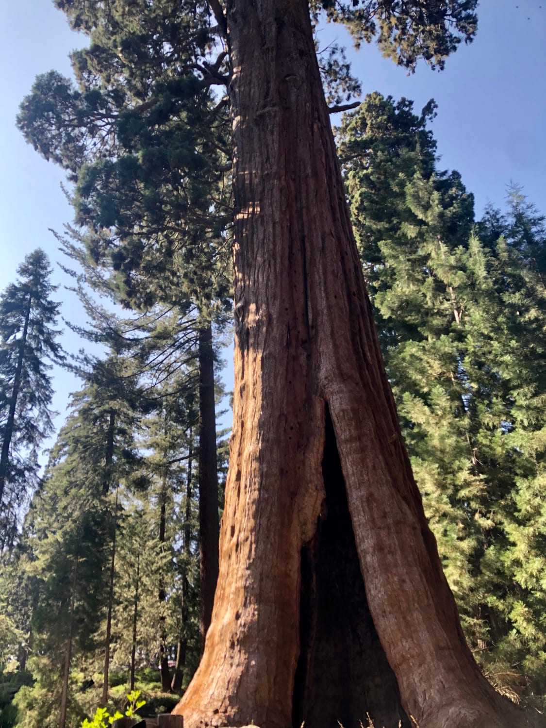 Sequoia National Park, 2019, very humbling