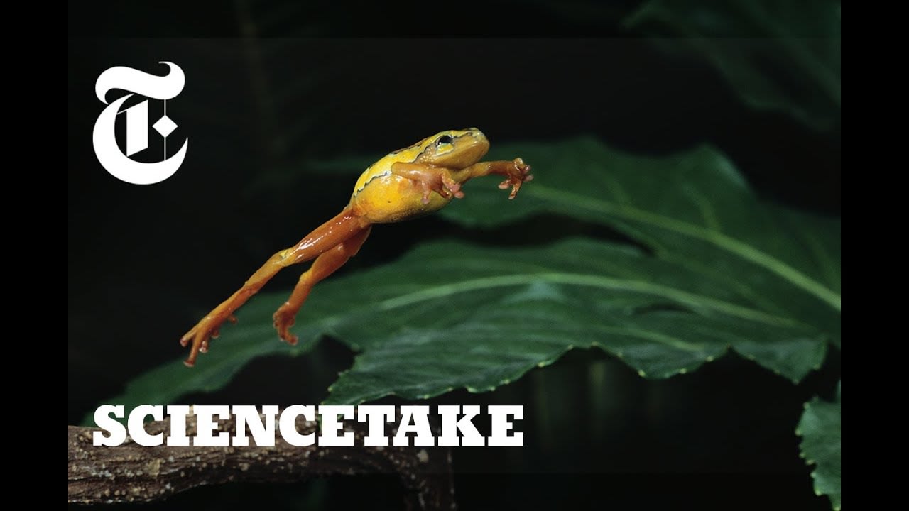 How Frogs Got Their Vertical Leap | ScienceTake