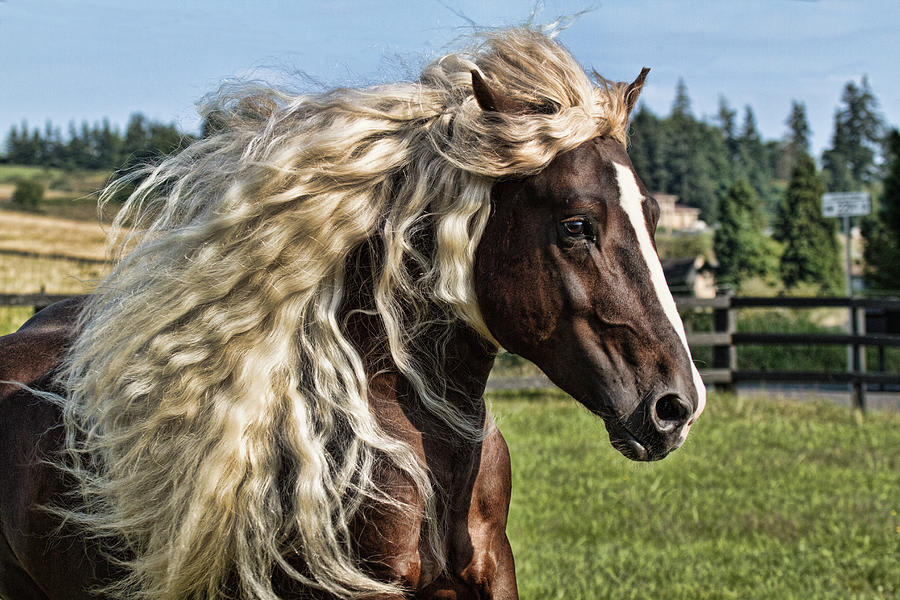 Meet The Stunning And Endangered ‘Black Forest’ Horses Of Germany
