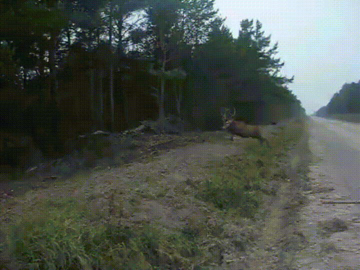 Galloping Elk makes a giant leap.