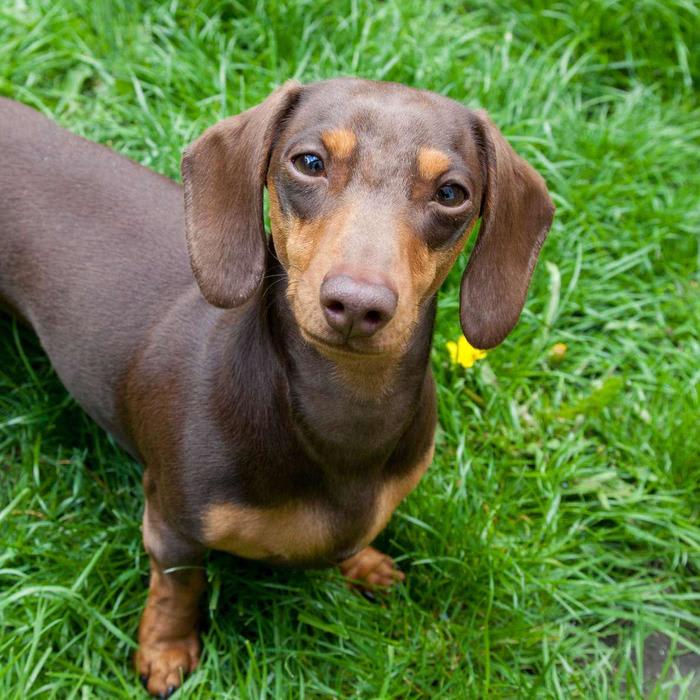 Mix · The Right Way to Pronounce 'Dachshund'
