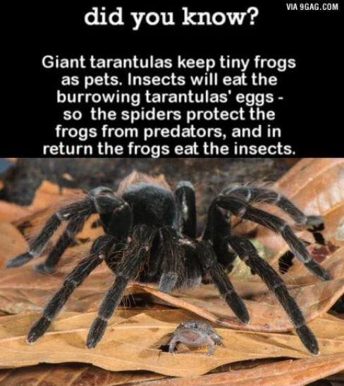 Who Knew? Spiders n Frogs in cahoots...