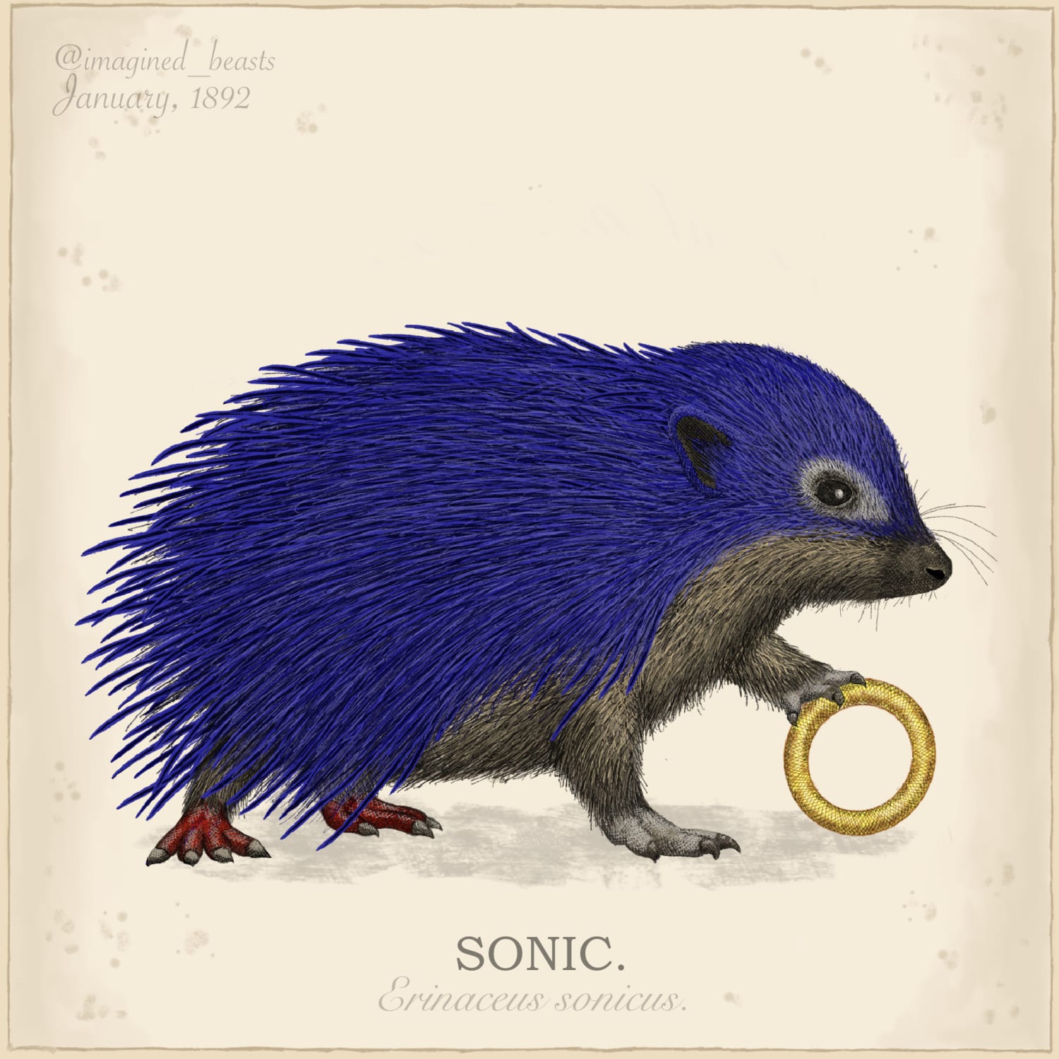 I draw realistic versions of the animals found in video games. This is my take on Sonic the Hedgehog. Full explanation in the comments.