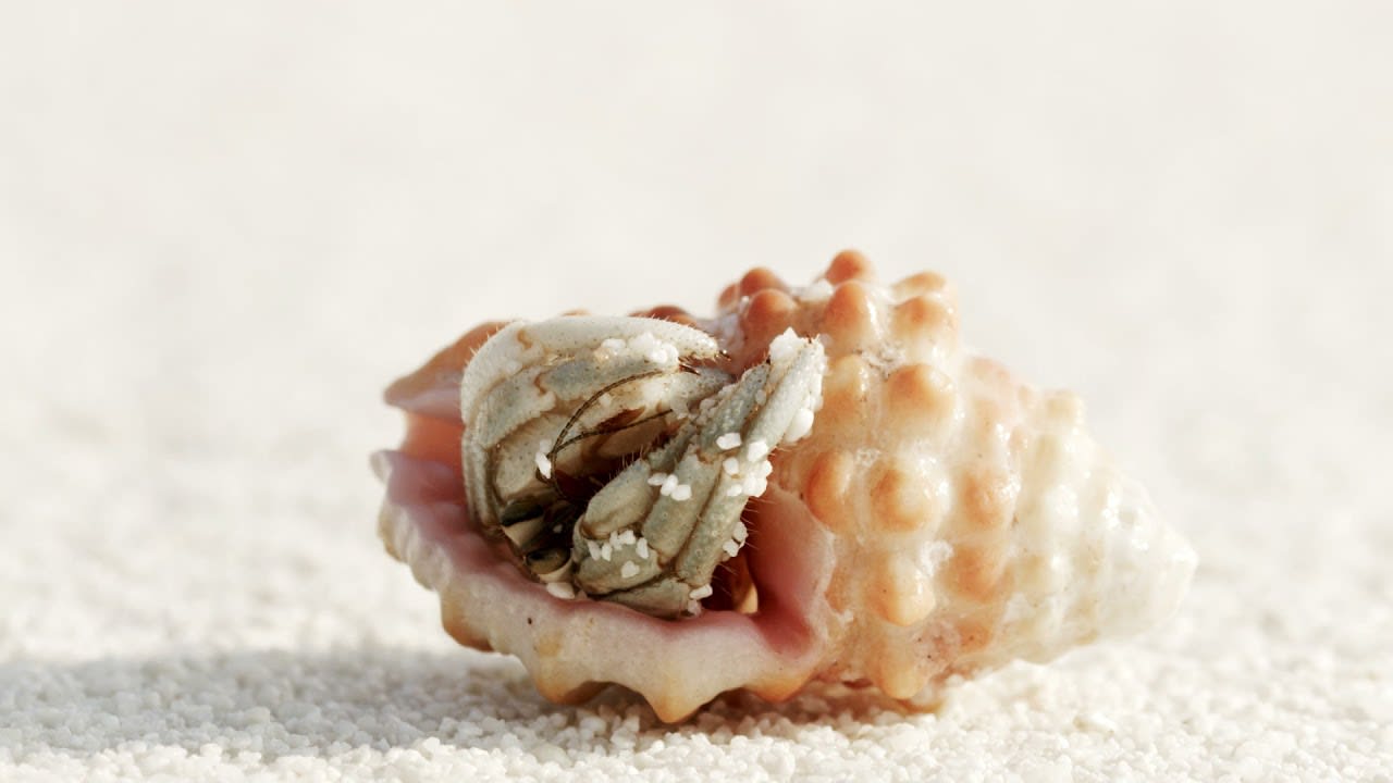 CU Sand crab emerging from shell on white sand beach,Maldives