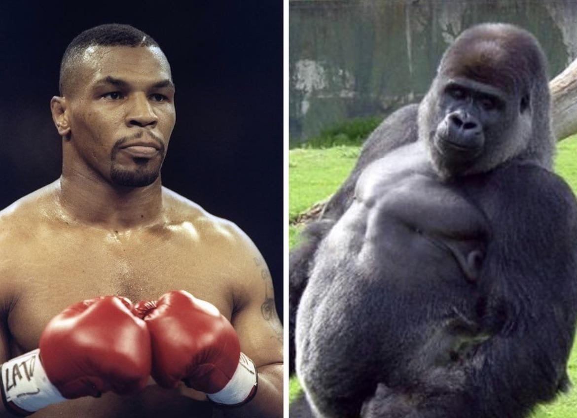 Mike Tyson once offered a zookeeper $10,000 to open the gate so he could go in the pen and fight the gorilla who has bullying the other primates. Tyson’s offer was turned down.