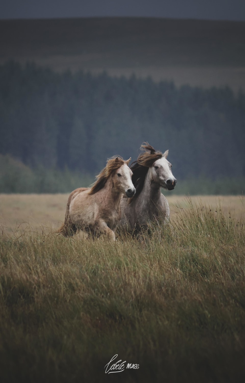 ITAP of Wild Welsh Mountain Ponies