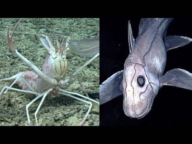 Expeditions in the Mariana Trench Reveal Bizarre Sea Creatures