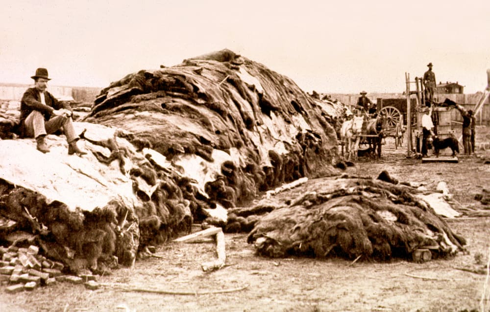 Buffalo Hides in Dodge City, 1874. The American Army, alongside military assisted hunters, rapidly and deliberately destroyed the Buffalo as a Scorched Earth tactic against the Native Americans, from 30-60mil animals to only 300 in 1884.