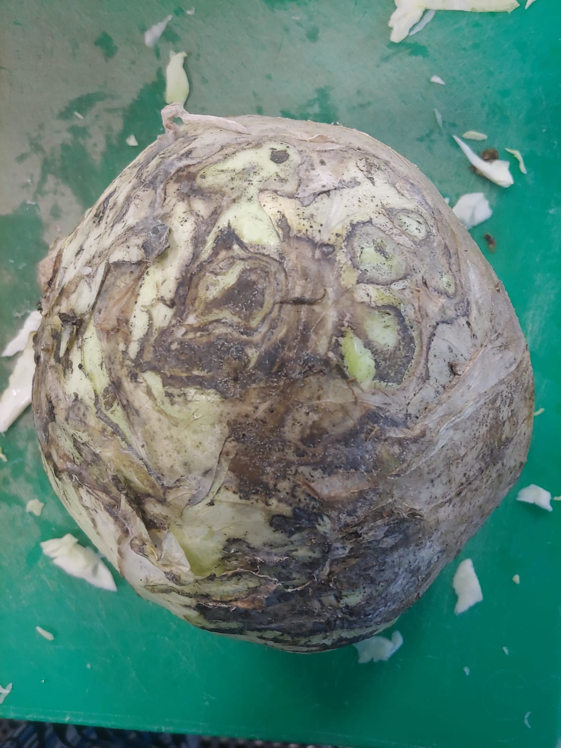 Rotting cabbage looks like a newly discovered gas giant planet