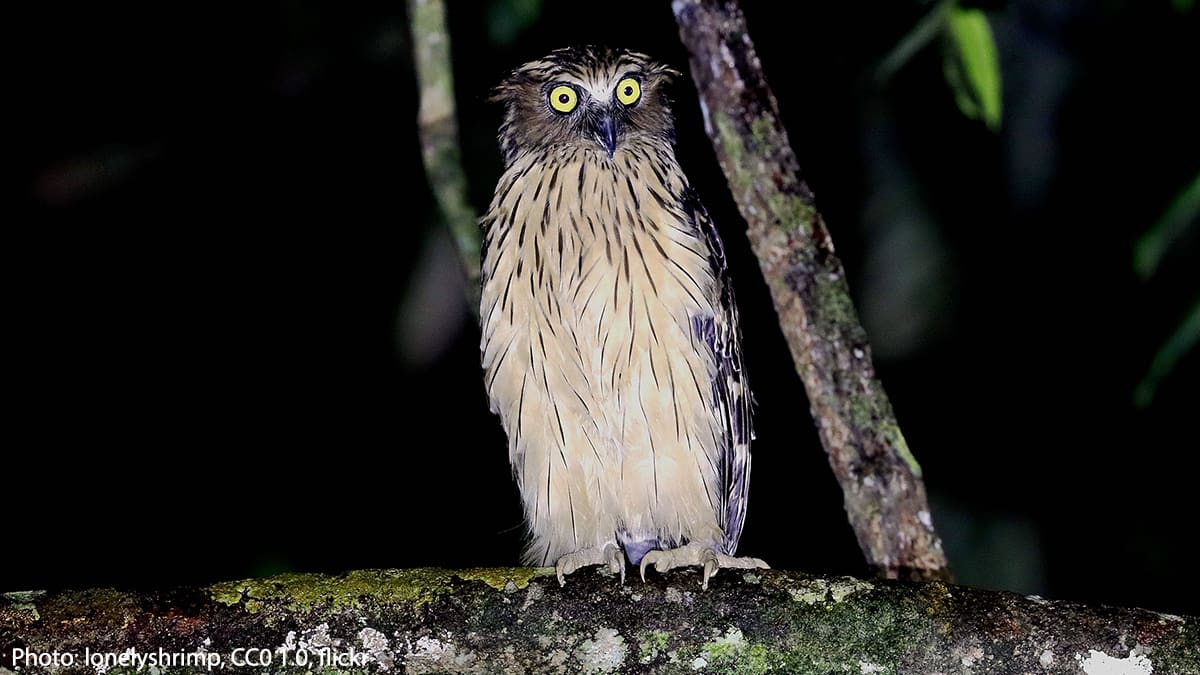The Buffy Fish Owl lives in parts of Southeast Asia, including Malaysia, Burma, & Laos. It inhabits tropical forests close to water so that it has access to its favorite foods: fish, frogs, & crustaceans. The undersides of its toes are rough—& may aid in grasping slippery prey!
