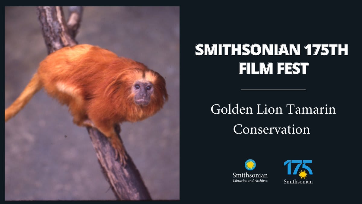 Though they be but little, golden lion tamarins are fierce. On Friday, 4/29 at 12 p.m. ET, join archivist Jennifer Wright for a presentation and film about the history of the @NationalZoo's golden lion tamarin conservation program. 🎟️: