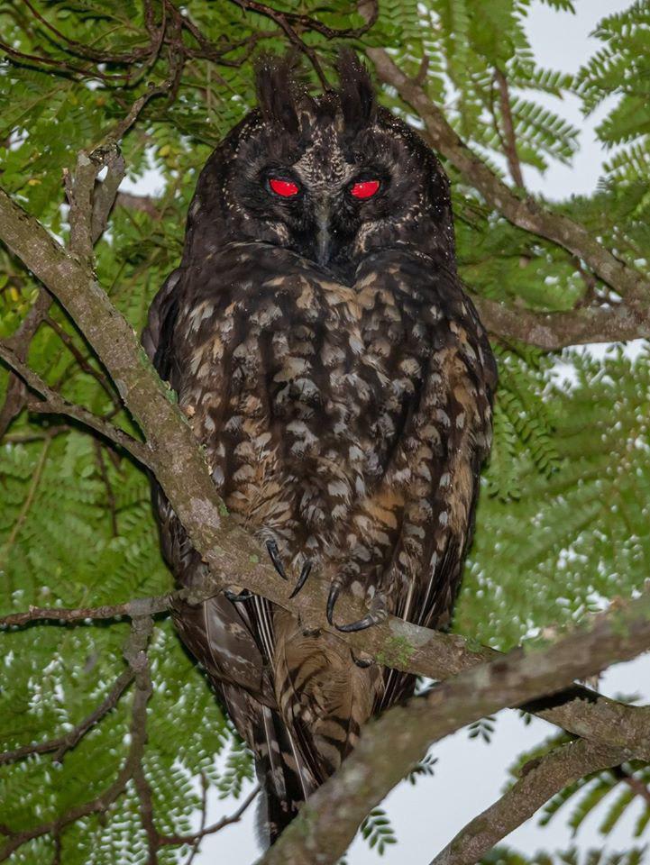 In the presence of light, the Stygian Owl’s eyes can give a brilliant red reflection. In Brazil, they are known as “coruja-Diablo” or Devil’s Owl.
