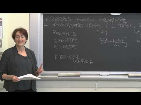 Lecture 4.3: Inheritance and Genetics — Punnet Squares