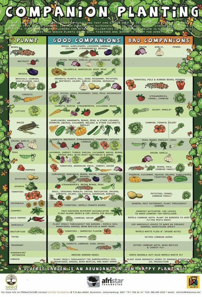 Vegetable Garden Layout: 7 Best Design Secrets! | Garden layout vegetable, Backyard vegetable gardens, Garden layout