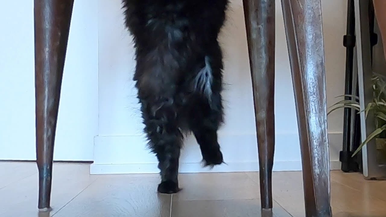 The floofiest footed tap dance you've ever seen