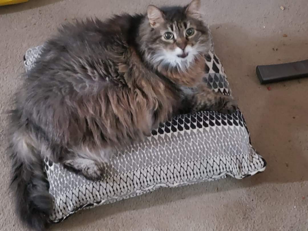 We lost our chonker today... Adopted at 10 with health problems, she got 6 years of warm love and all the pillows she could ever want. We'll miss you Jewel