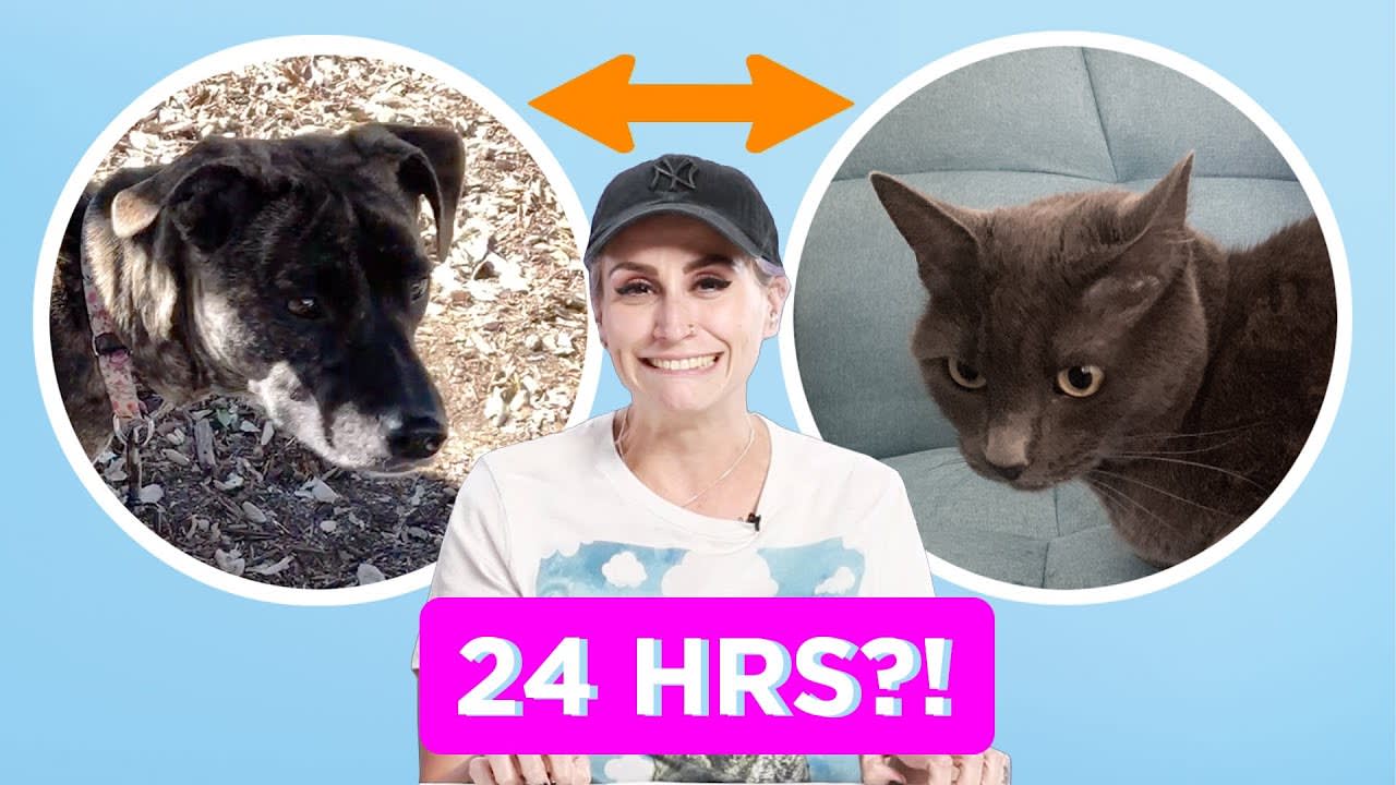 Dog Person And Cat Person Swap Pets For A Day