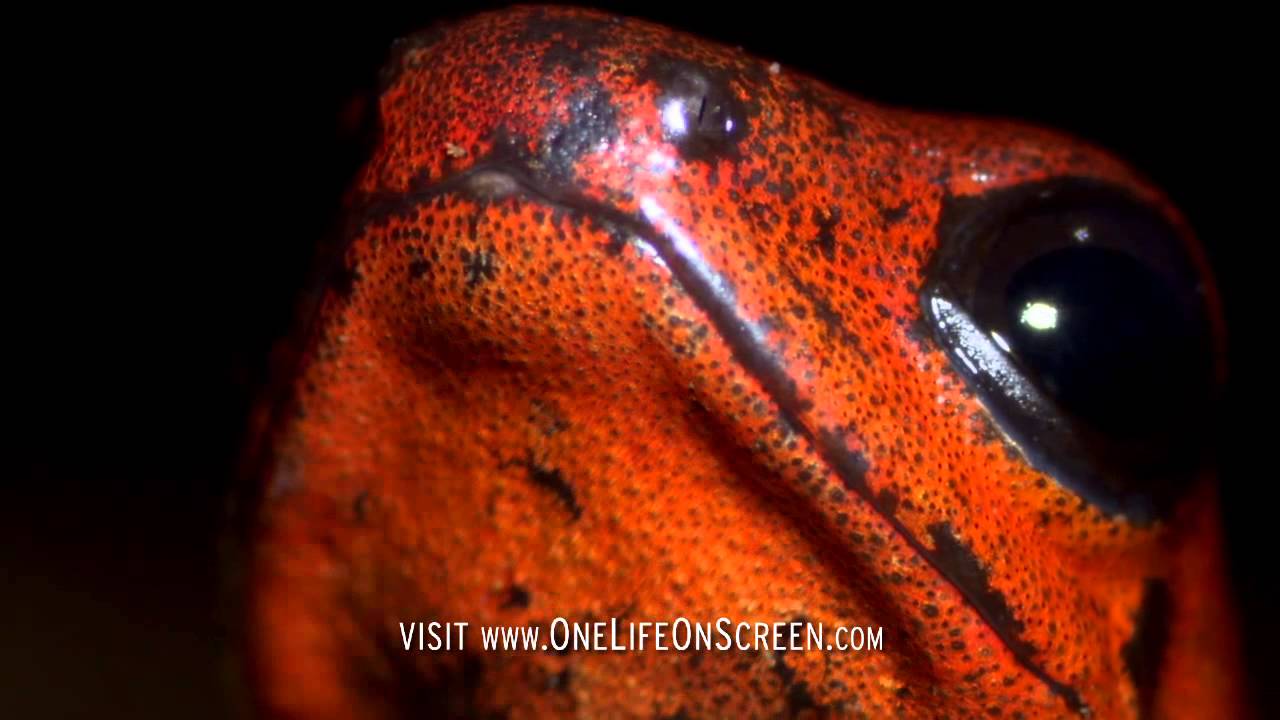 Frog mother carries tadpole up a tree | One Life | BBC